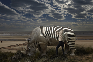 Surrealismo, Zebra on the beach