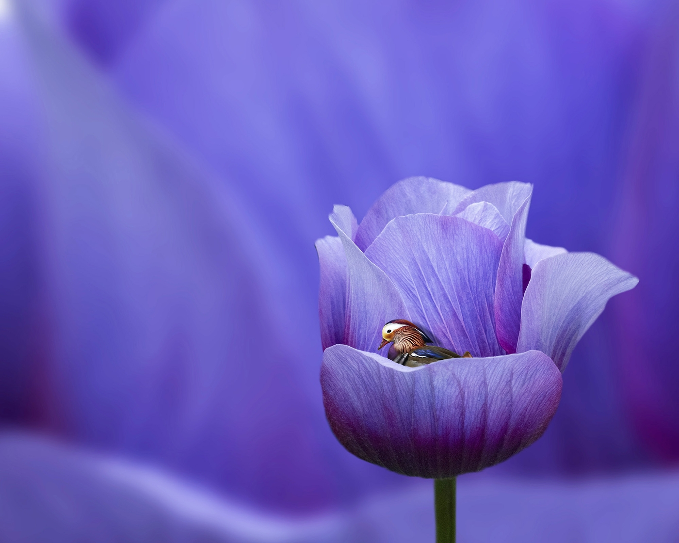 Surrealismo, Flower world